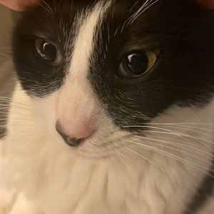 Meet your Posher, Blake